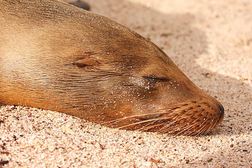 Momentos tiernos IV: Más siesta